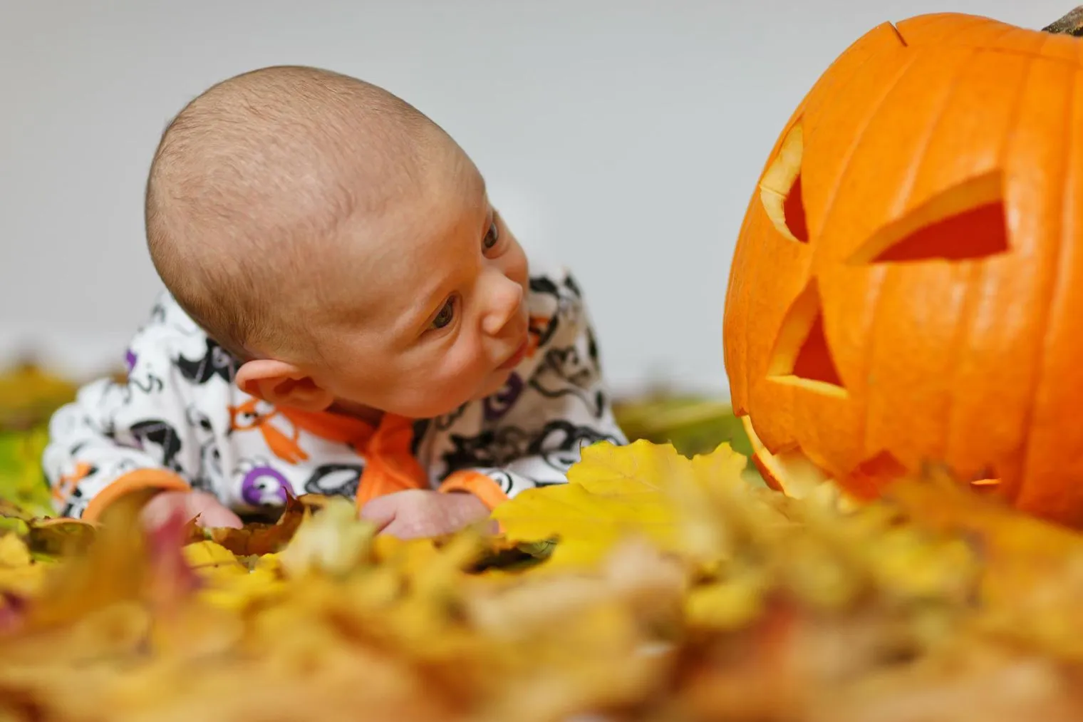 ハロウィンのかぼちゃを見つめる赤ちゃん